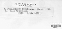 Phragmidium americanum image